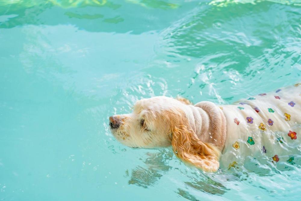 Taean Dog Day Pet Pool Villa 외부 사진