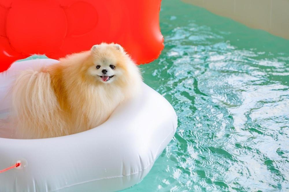 Taean Dog Day Pet Pool Villa 외부 사진